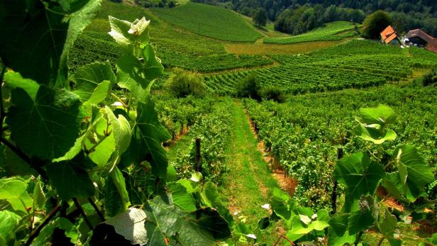 Weinschule, Folge 9: Die Südsteiermark
