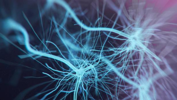 Kranke Nerven: Mechanismus bei der Entstehung von ALS entdeckt