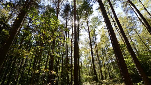 Sonnenlicht scheint durch die hohen Bäume in einem dichten Wald.