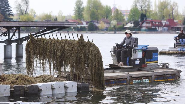 Alte Donau: Stadt Wien kämpft mit 17 Mähbooten gegen Wasserpflanzen