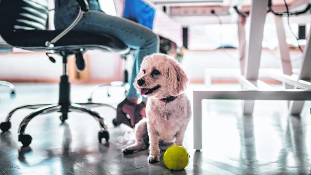 Tiercoach: Was Kollege Hund im Büro leistet - und braucht