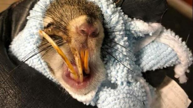 Kanada: Frau rettet Eichhörnchen mit wuchernden Vorderzähnen