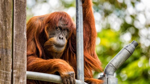 Im stolzen Alter von 62 Jahren ist der älteste Orang-Utan der Welt gestorben.