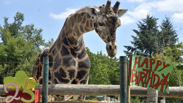 Zoo Schönbrunn: Ältester Giraffenbulle Europas feiert Geburtstag