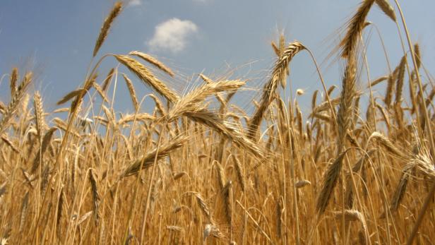 Getreide-Landwirte leiden unter Trockenheit