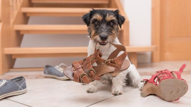Hunde mit Unsitten: Der KURIER-Tiercoach gibt Lesern Rat
