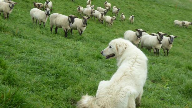 Verox schützt gemeinsam mit einem zweiten Hund im Emmental die Schafe vor angreifenden Wölfen