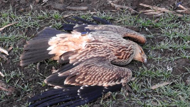 Ein Kaiseradler-Weibchen, das im Burgenland durch einen Giftköder getötet wurde.