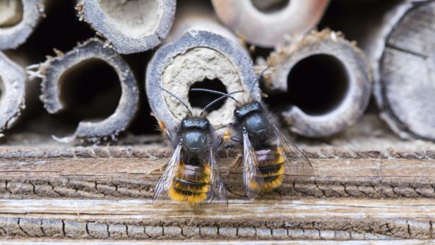Den Winter 2017/18 haben rund zwölf Prozent der geschätzten 353.000 Bienenvölker in Österreich nicht überlebt.