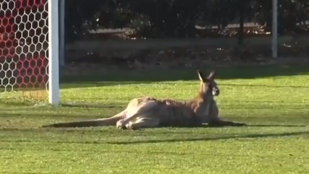 Tierischer Platzsturm: Känguru sorgt für Spielunterbrechung