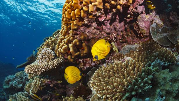 Korallenriffe sind Lebensraum vieler Fische, Schalentiere und anderer Meeresbewohner.