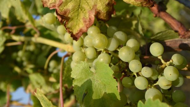 Die gesamte Weingartenfläche in Österreich umfasst 45.574 Hektar.