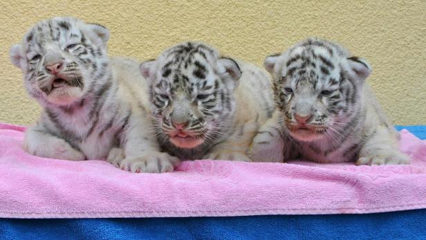 Weiße Tiger-Drillinge im "Weißen Zoo" in Niederösterreich