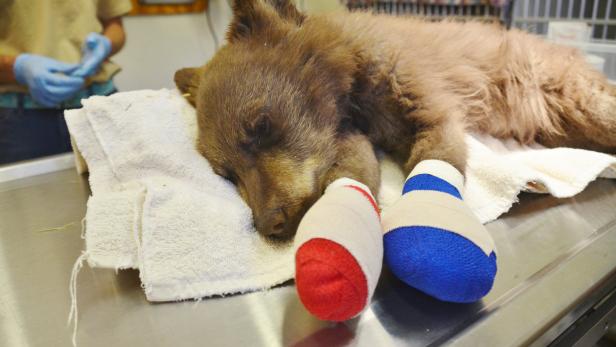 Die Organisation Colorado Parks and Wildlife hat ein verwaistes Bärenbaby vor den Waldbränden gerettet.