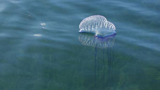 The Atlantic Portuguese Man O' War
