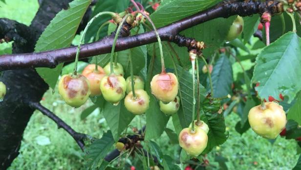 Hagelschäden an Obstkulturen in Tieschen, Steiermark.