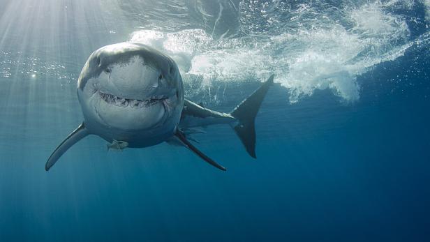 Experten uneinig: Doch kein Weißer Hai vor Mallorca?