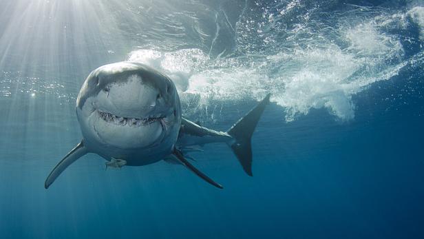 Smiling Great white shark