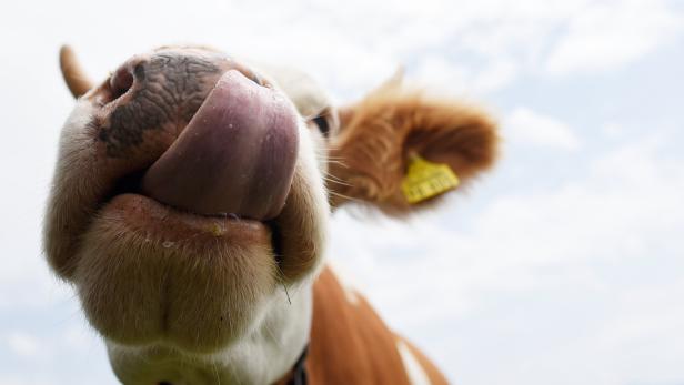 Eine Kuh streckt ihre Zunge in Richtung der Kamera.
