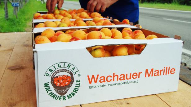 Perfektes Erntejahr für die Wachauer Marillenbauern