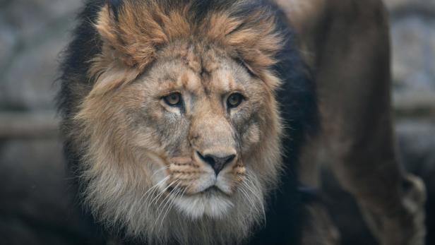 Löwen in Südafrika fraßen Nashorn-Wilderer