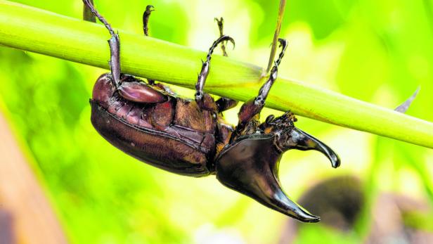 Tiercoach: Schillernde Käfer für schaulustige Halter