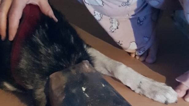 Husky musste aus Heizungsrohr gerettet werden