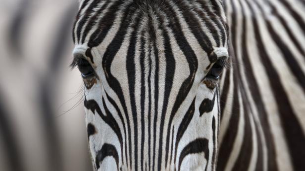 Zebras sind durch ihre typische Streifenzeichnung charakterisiert, unterscheiden sich aber deutlich in ihrem Äußeren.