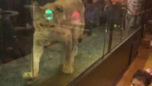 Dieser Löwe spazierte in einem türkischen Café hinter Glas neben Kunden herum.