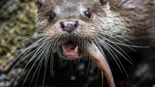 Otter: Feind der Fischzucht