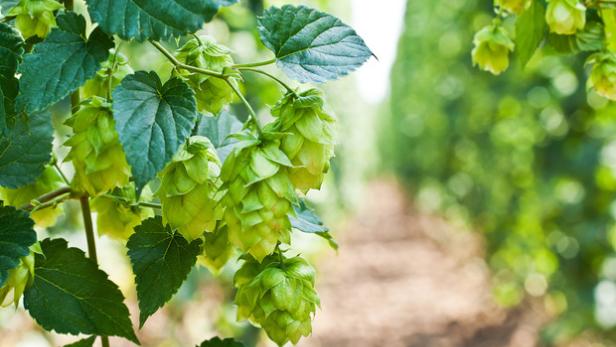 Der Hopfen und das Bier: Schaum, Geschmack, Haltbarkeit – die Seele des Bieres