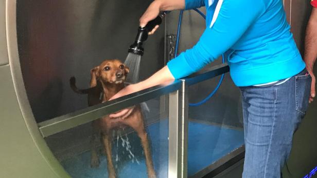 An einer Shell-Tankstelle kann man in Salzburg nun auch Hunde waschen.
