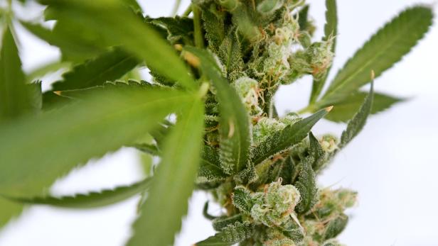 Villacher verkaufte Cannabis an Minderjährige