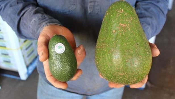 1,2 Kilogramm schwer: Wo gigantische Avocados wachsen
