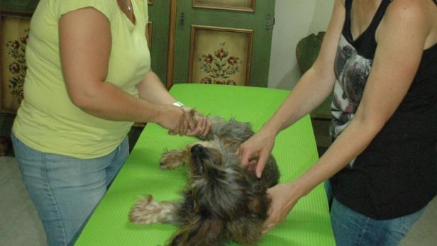 Tierisch wohlfühlen: Massage und Ernährungsberatung für Hunde