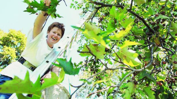 Elsbeerenernte: Mit langen Leitern geht es auf den Baum, die Dolden werden händisch gepflückt.