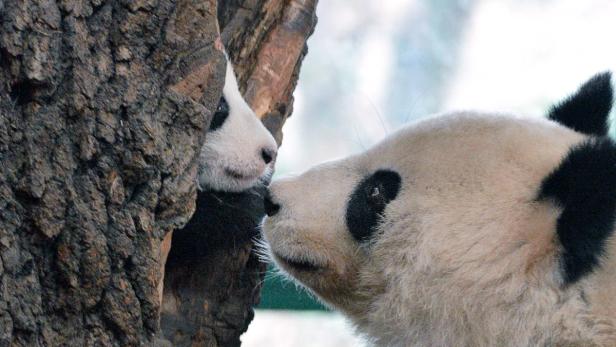 Ein Panda und ein Panda-Junges scheinen sich an einer Baumrinde zu küssen.