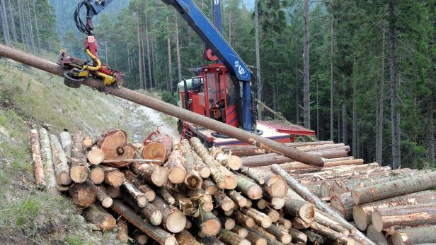 Vor allem in Rumänien und in der Ukraine soll illegal Holz aus dem Wald geholt werden
