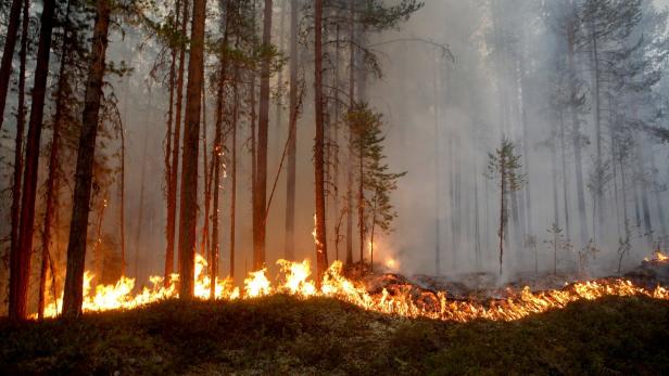 SWEDEN-WEATHER-FIRE-FOREST Waldbrände in Schweden: Jahrhundert-Hitze lässt Bauern verzweifeln