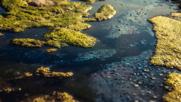 Hitzewelle: Giftiger Algenteppich sprießt vor Ostseeküste