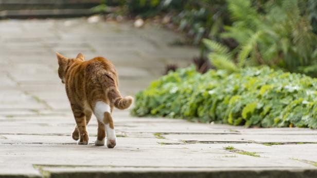 Tiercoach: Katzen mit Freigang müssen kastriert sein