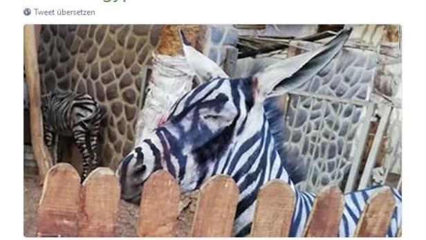 Dieses &quot;Zebra&quot; wurde in einem Zoo in Kairo fotografiert.