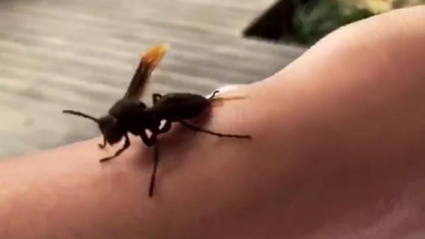 "Netter Käfer": US-Model lässt Riesen-Wespe auf Arm krabbeln