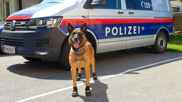 Polizeihund Spike mit Pfotenschutz.