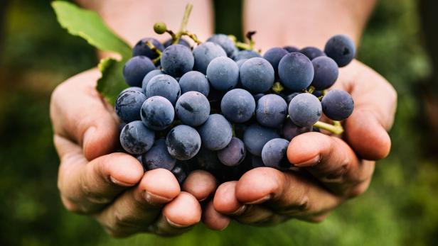 Die Trauben sind reif, auf zum Weinlesen: Die besten Tipps rund ums Wochenende!
