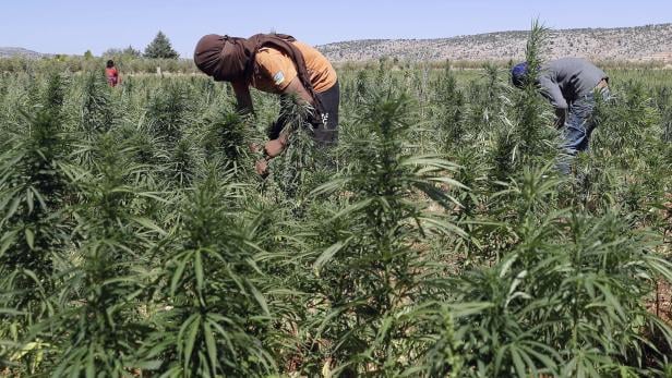 LEBANON-ECONOMY-CANNABIS-DRUGS