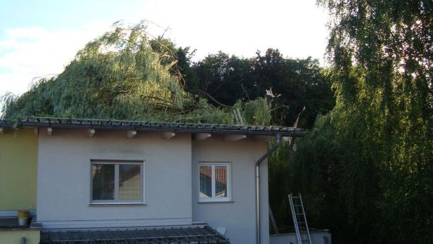 Eine Trauerweide ist am Montag in Leonding (Bezirk Linz-Land) während eines Sturms umgestürzt.