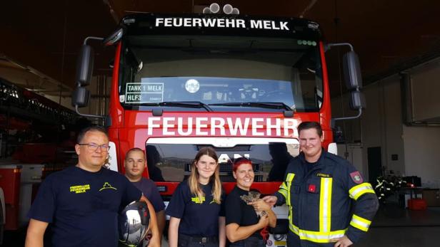 Melk: Feuerwehr befreite Katze aus Motorraum