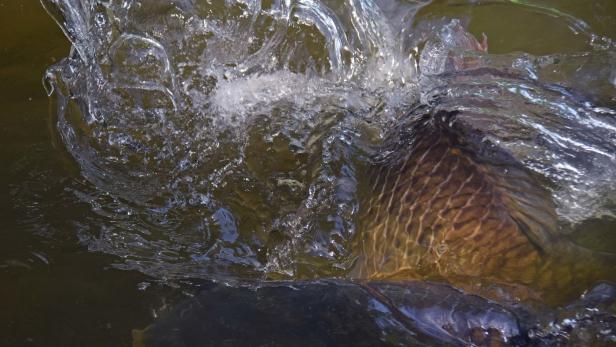 Wehr bei steirischem Teich geöffnet: Hunderte Fische verendet