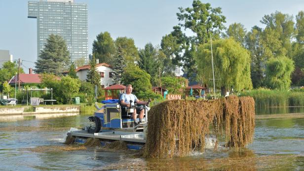 Wasserpflanzen in der Alten Donau: Bisher 2.600 Tonnen entfernt